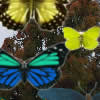 Hidden 120 Butterflies