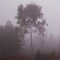 Foggy Autumn Forest Escape