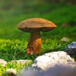 Mushroom Forest Adventure