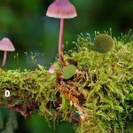 Delicious Forest Blackberries Escape