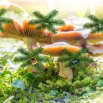 Mushroom Forest Adventure 2